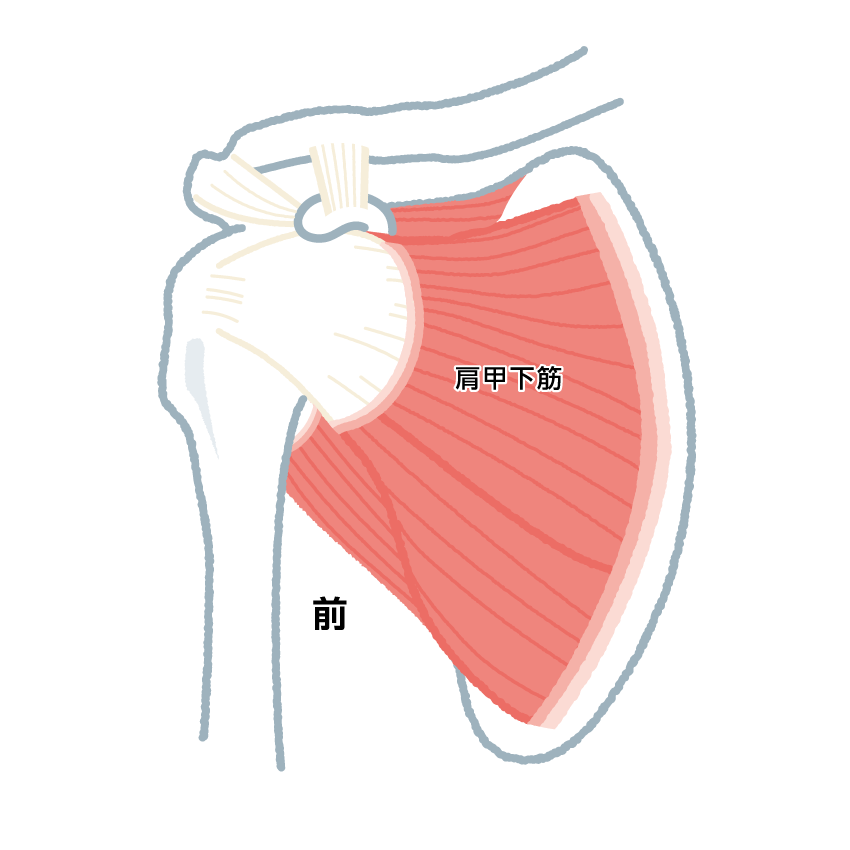 人工肩関節全置換術