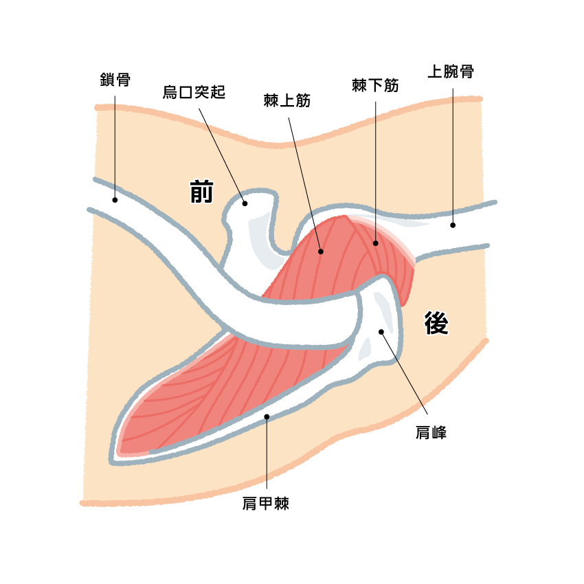 人工肩関節全置換術