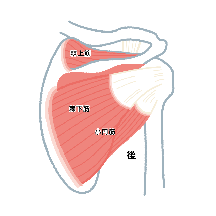 人工肩関節全置換術